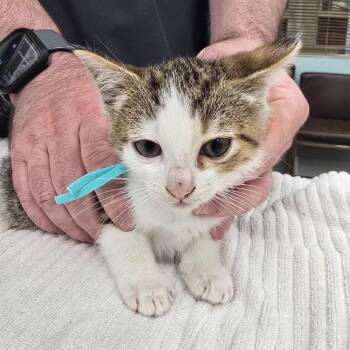 Rainbow Dash -  Domestic Short Hair Cat for Adoption in Hudson, New Hampshire - Rainbow Dash | PetCurious