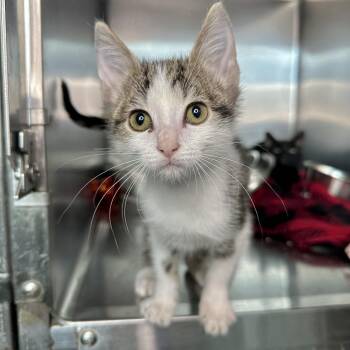 Leo -  Domestic Short Hair Cat for Adoption in Matteson, Illinois - Leo | PetCurious