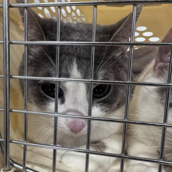 Domestic Short Hair Cats Available for Adoption in Newark, New Jersey - Tikal | PetCurious