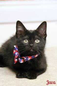 Domestic Short Hair Cats Available for Adoption in Vinton, Iowa - Java | PetCurious
