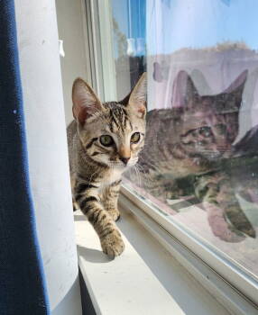 Rescue Domestic Short Hair Cats for Adoption in Mckinney, Texas - Leo | PetCurious