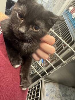 Boris -  Domestic Short Hair Cat for Adoption in New Kensington, Pennsylvania - Boris | PetCurious