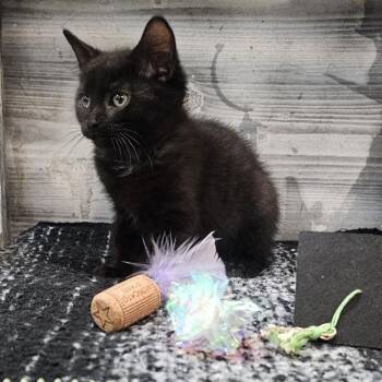 Snowman -  Domestic Short Hair Cat for Adoption in Lynchburg, Virginia - Snowman | PetCurious