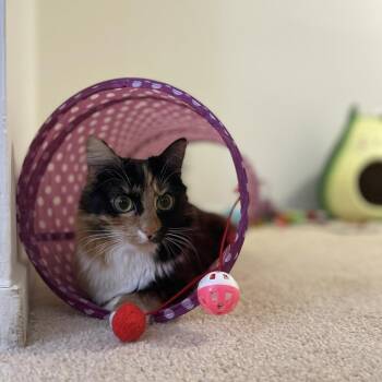 Domestic Long Hair Cats Available for Adoption in Fairfax, Virginia - Reeces | PetCurious