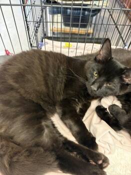 Washington -  Domestic Medium Hair Cat for Adoption in Southbury, Connecticut - Washington | PetCurious