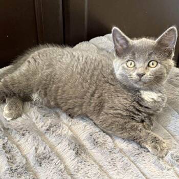 Rescue Domestic Short Hair Cats for Adoption in Winchester, Virginia - Verity | PetCurious