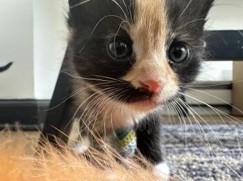 Domestic Short Hair Cats Available for Adoption in Virginia Beach, Virginia - Petra 