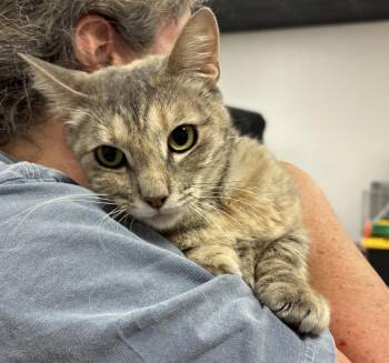 Tabby Cats Available for Adoption in Vallejo, California - Rose 3 (BC) | PetCurious