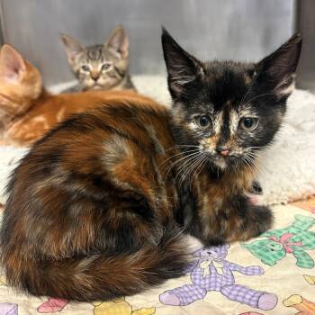 Cookie -  Domestic Short Hair Cat for Adoption in Chehalis, Washington - Cookie | PetCurious