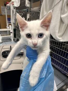 Emma -  Domestic Medium Hair and Domestic Short Hair Cat for Adoption in Roseville, California - Emma | PetCurious