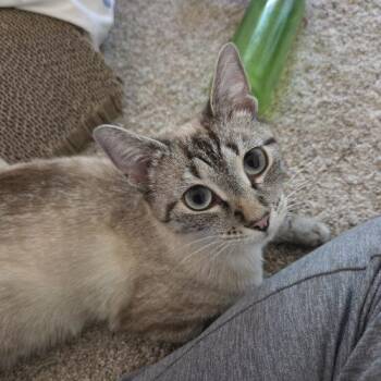 River Song -  Domestic Short Hair Cat for Adoption in Fishers, Indiana - River Song | PetCurious