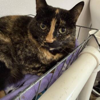 Olivia -  Domestic Short Hair Cat Available for Adoption in Lansing, Michigan - Olivia | PetCurious