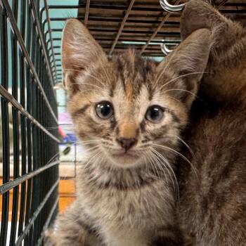Beanie -  Domestic Short Hair Cat for Adoption in Starkville, Mississippi - Beanie | PetCurious
