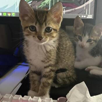 Domestic Short Hair Cats Available for Adoption in Bel Air, Maryland - Honey Bun | PetCurious