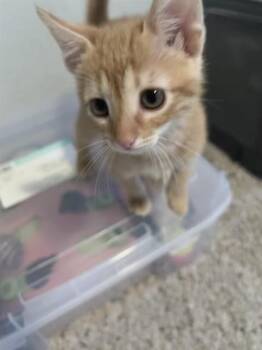 CHARLIE -  Domestic Short Hair Cat for Adoption in Tallahassee, Florida - CHARLIE | PetCurious