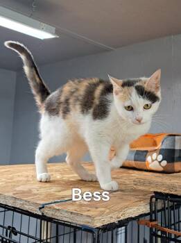 Bess -  Domestic Short Hair Cat Available for Adoption in Plattsburgh, New York - Bess | PetCurious