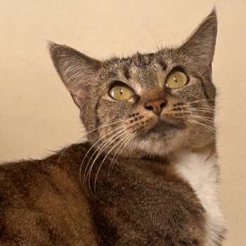 Blekkie -  Domestic Short Hair Cat for Adoption in Philadelphia, Pennsylvania - Blekkie | PetCurious