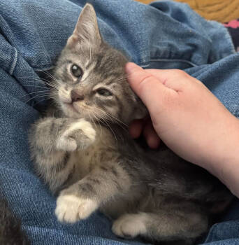 Rescue Domestic Short Hair Cats for Adoption in Redmond, Washington - Pinkerella | PetCurious