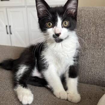 Rescue Domestic Short Hair Cats for Adoption in Plainfield, Illinois - Buggs & Blueberry! | PetCurious