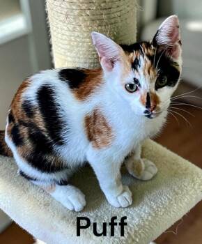 Puff -  Calico Cat for Adoption in Weems, Virginia - Puff | PetCurious