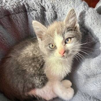 Rescue Domestic Short Hair Cats for Adoption in Troy, Illinois - Marshmallow | PetCurious