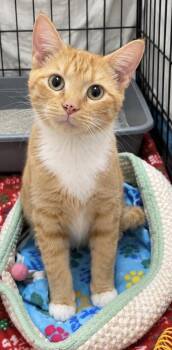 Jessie -  Domestic Short Hair and Tabby Cat for Adoption in Fremont, Nebraska - Jessie | PetCurious