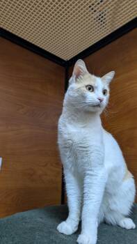 Giles -  Domestic Short Hair Cat for Adoption in Burnaby, British Columbia - Giles | PetCurious