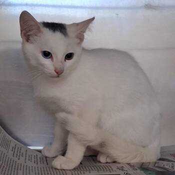 Chappy -  Domestic Short Hair Cat for Adoption in Auburn, Alabama - Chappy | PetCurious