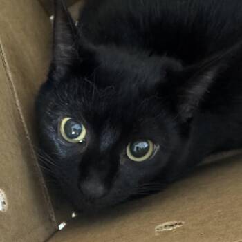 Minou -  Domestic Short Hair Cat for Adoption in Newark, New Jersey - Minou | PetCurious