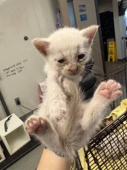 KITTEN 7 -  Domestic Short Hair Cat for Adoption in Ontario, California - KITTEN 7 | PetCurious