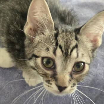 Alex Bunn -  Domestic Short Hair Cat for Adoption in Eagle Mountain, Utah - Alex Bunn | PetCurious