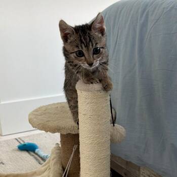 Beans -  Domestic Short Hair Cat for Adoption in Jupiter, Florida - Beans | PetCurious