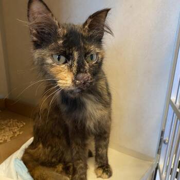 WAGS-Stray-21954 -  Domestic Short Hair Cat for Adoption in Westminster, California - WAGS-Stray-21954 | PetCurious