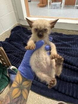 Odysseus -  Domestic Short Hair Cat for Adoption - Odysseus | PetCurious