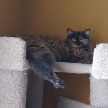 Rescue Maine Coon and Tortoiseshell Cats for Adoption in Garland, Texas - Lyla | PetCurious