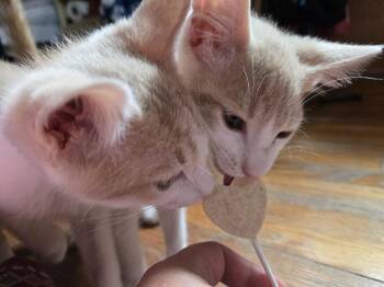 Gary -  Domestic Short Hair Cat for Adoption in Virginia Beach, Virginia - Gary | PetCurious