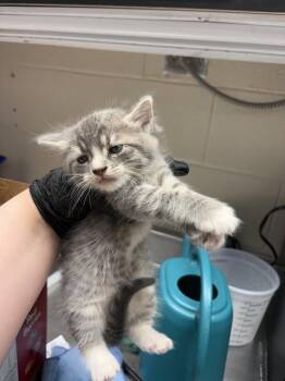 ELLIOSE -  Domestic Short Hair Cat for Adoption in Casper, Wyoming - ELLIOSE | PetCurious