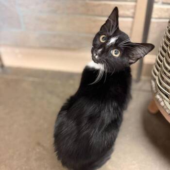 Mosca -  Domestic Medium Hair Cat for Adoption in Davenport, Iowa - Mosca | PetCurious