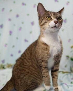 Domestic Short Hair Cats Available for Adoption in Wheaton, Illinois - Mistie | PetCurious