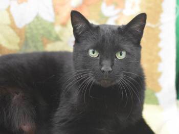 Bartender -  Domestic Short Hair Cat for Adoption in Portland, Oregon - Bartender | PetCurious