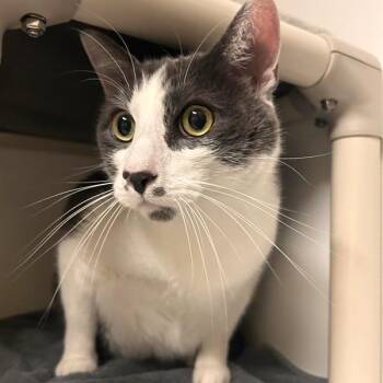 Flint -  Domestic Short Hair Cat for Adoption in Woodinville, Washington - Flint | PetCurious