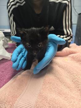 Domestic Short Hair Cats Available for Adoption in Detroit, Michigan - Strawberry Shortcake | PetCurious