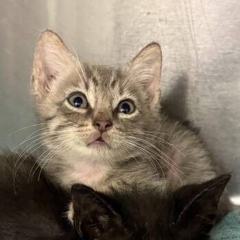 Grecia -  Domestic Short Hair Cat for Adoption in San Antonio, Texas - Grecia | PetCurious