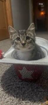 Relish G. -  Domestic Short Hair Cat for Adoption in West Peoria, Illinois - Relish G. | PetCurious