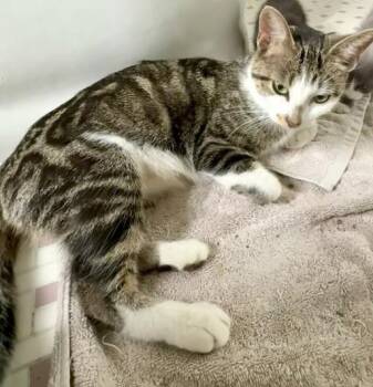 Tink -  Domestic Short Hair Cat for Adoption in Gary, Indiana - Tink | PetCurious