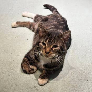 Domestic Short Hair Cats Available for Adoption - Foghorn | PetCurious