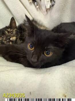 MISHIE -  Domestic Short Hair Cat for Adoption in West Palm Beach, Florida - MISHIE | PetCurious