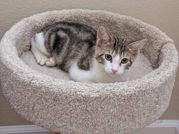 Rescue Manx and Tabby Cats for Adoption in Melbourne, Florida - Peanut | PetCurious