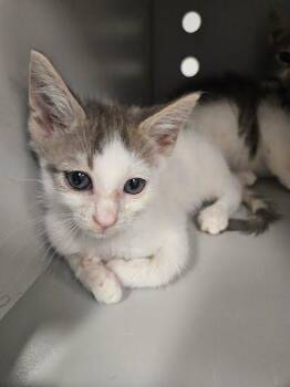 Freeze Tag -  Domestic Short Hair Cat for Adoption - Freeze Tag | PetCurious