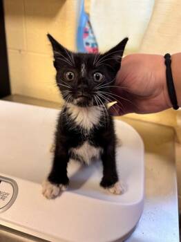 TOEMATO BABY -  Domestic Short Hair and Extra Toes Cat Hemingway Polydactyl Cat for Adoption in Cookeville, Tennessee - TOEMATO BABY | PetCurious
